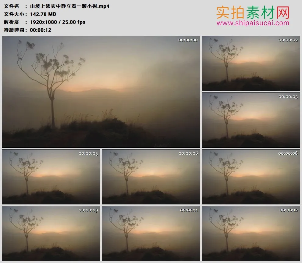 高清实拍视频素材丨山坡上浓雾中静立着一颗小树
