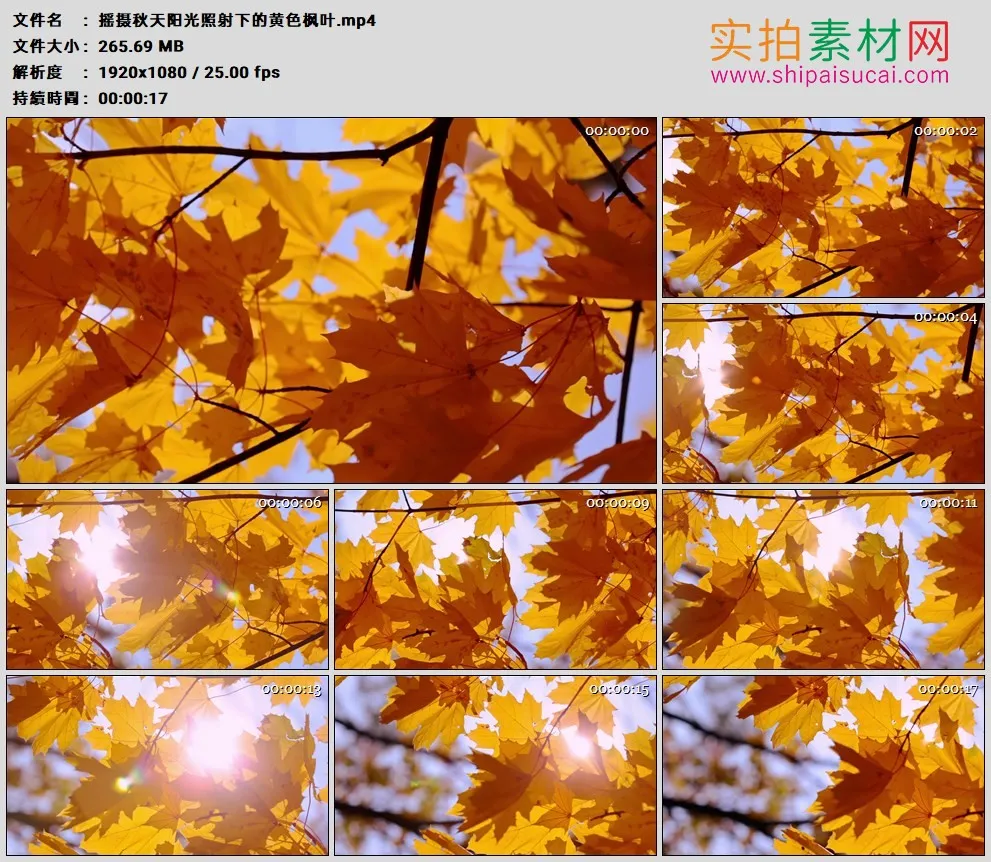 高清实拍视频素材丨摇摄秋天阳光照射下的黄色枫叶