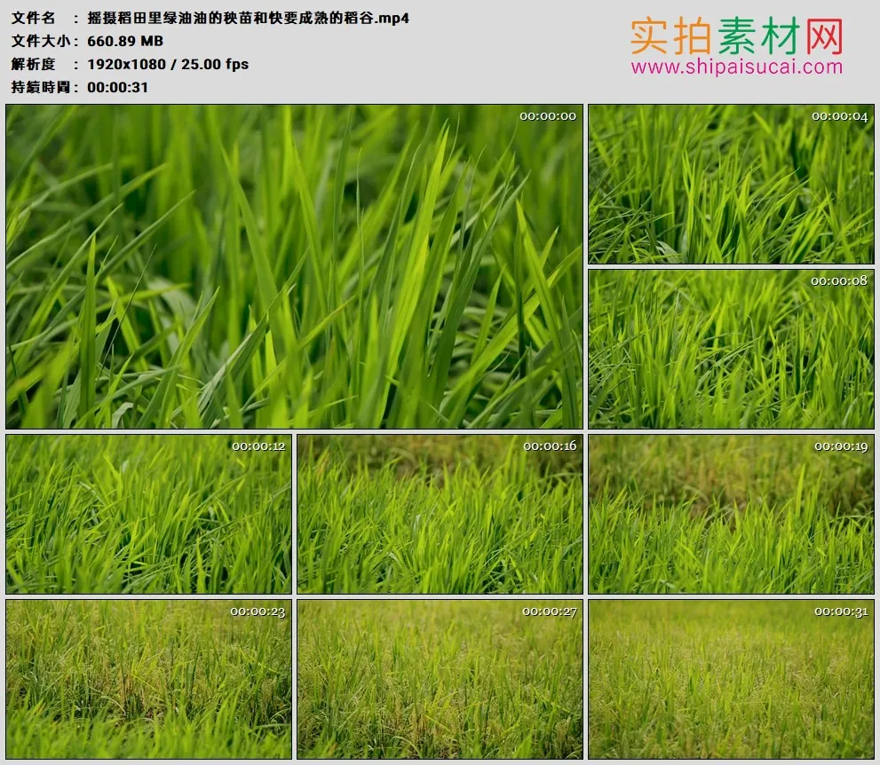 高清实拍视频素材丨摇摄稻田里绿油油的秧苗和快要成熟的稻谷
