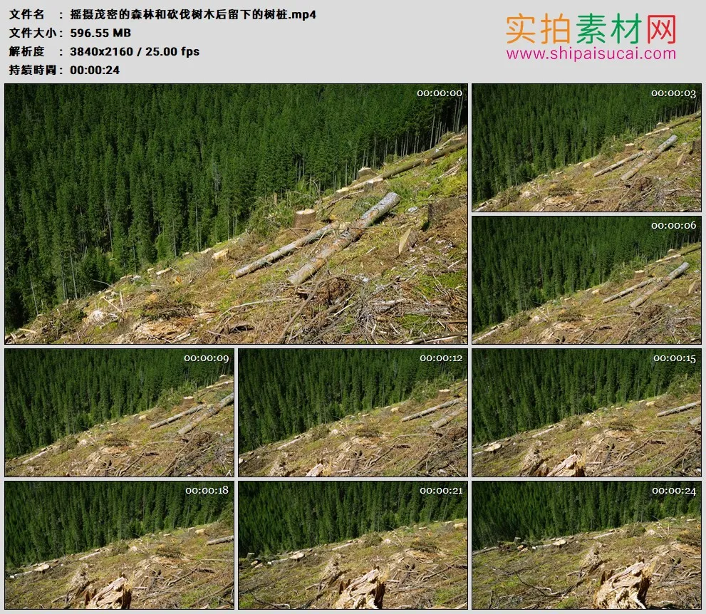 4K高清实拍视频素材丨摇摄茂密的森林和砍伐树木后留下的树桩