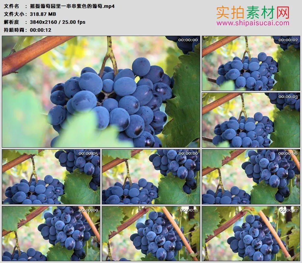 4K高清实拍视频素材丨摇摄葡萄园里一串串紫色的葡萄