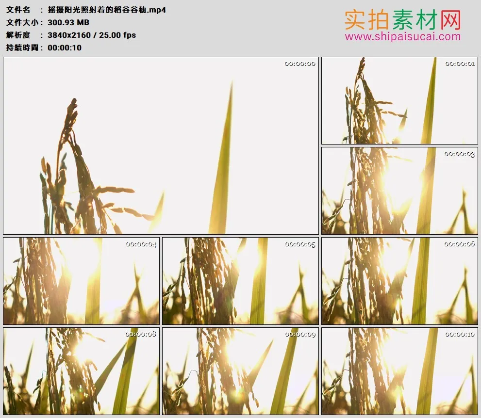 4K高清实拍视频素材丨摇摄阳光照射着的稻谷谷穗