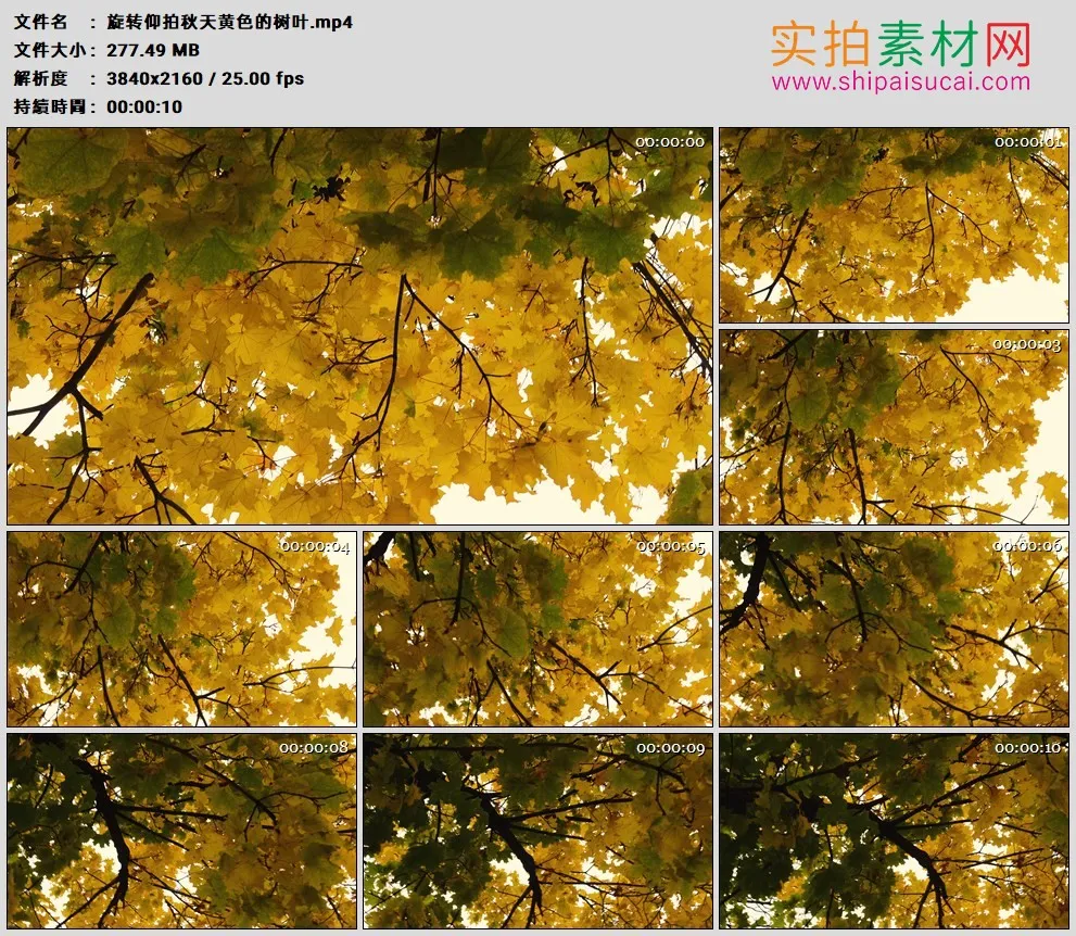 4K高清实拍视频素材丨旋转仰拍秋天黄色的树叶