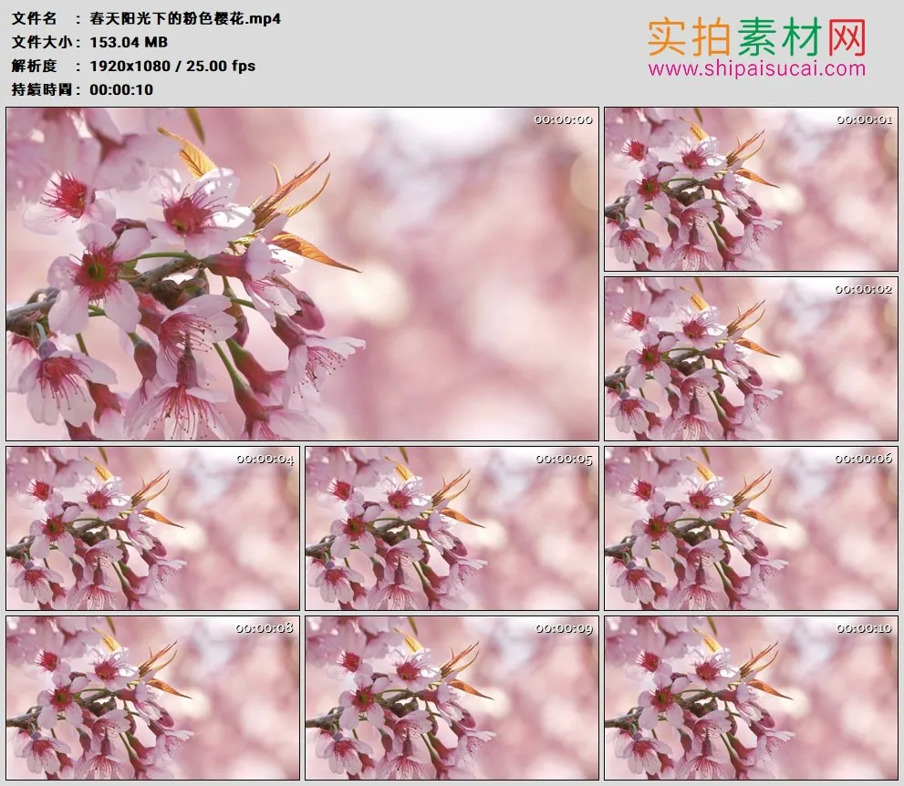 高清实拍视频素材丨春天阳光下的粉色樱花