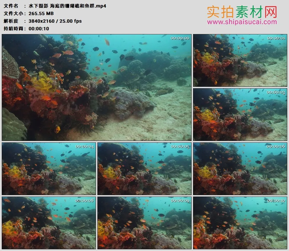 4K高清实拍视频素材丨水下摄影 海底的珊瑚礁和鱼群