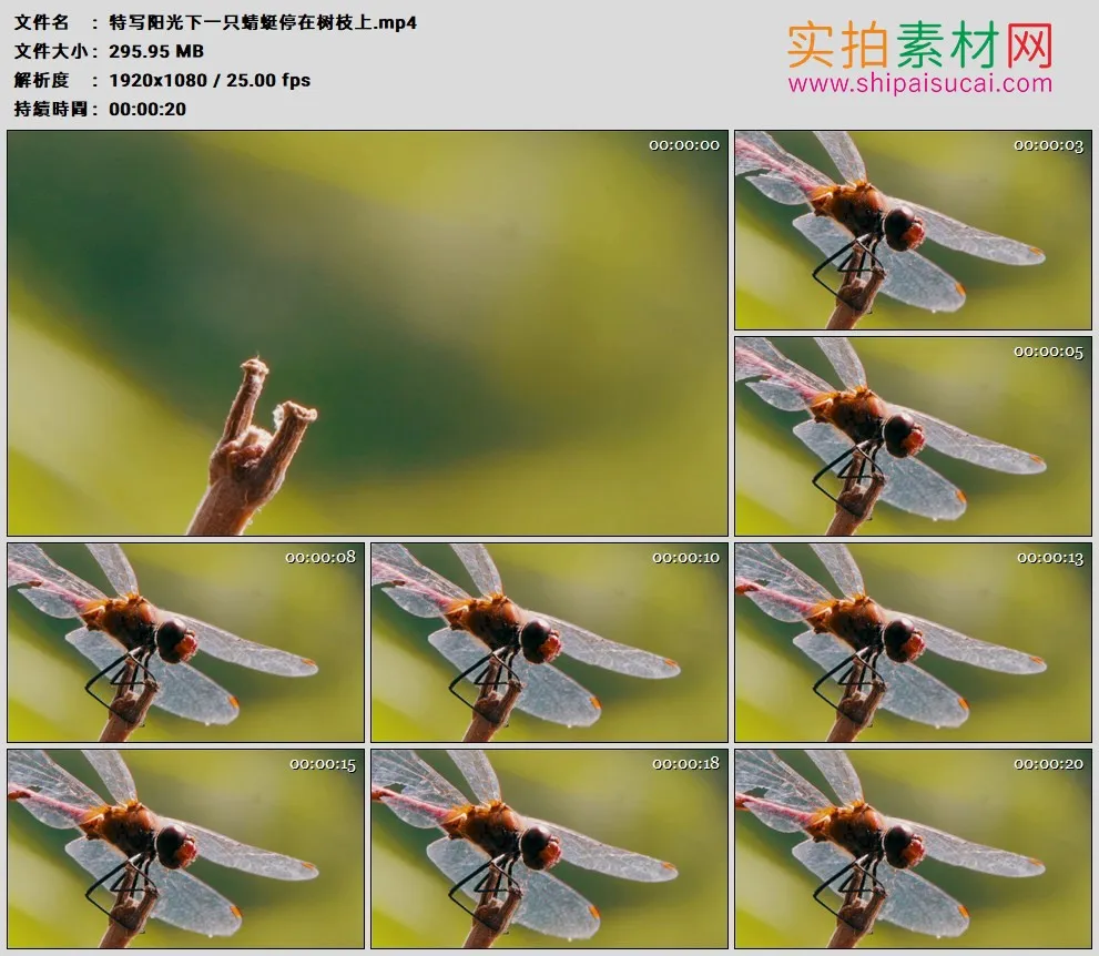 高清实拍视频素材丨特写阳光下一只蜻蜓停在树枝上