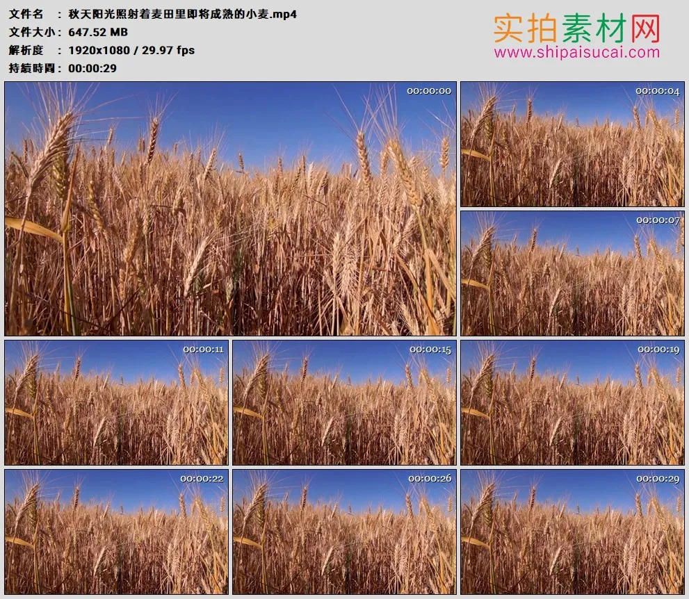 高清实拍视频素材丨秋天阳光照射着麦田里即将成熟的小麦