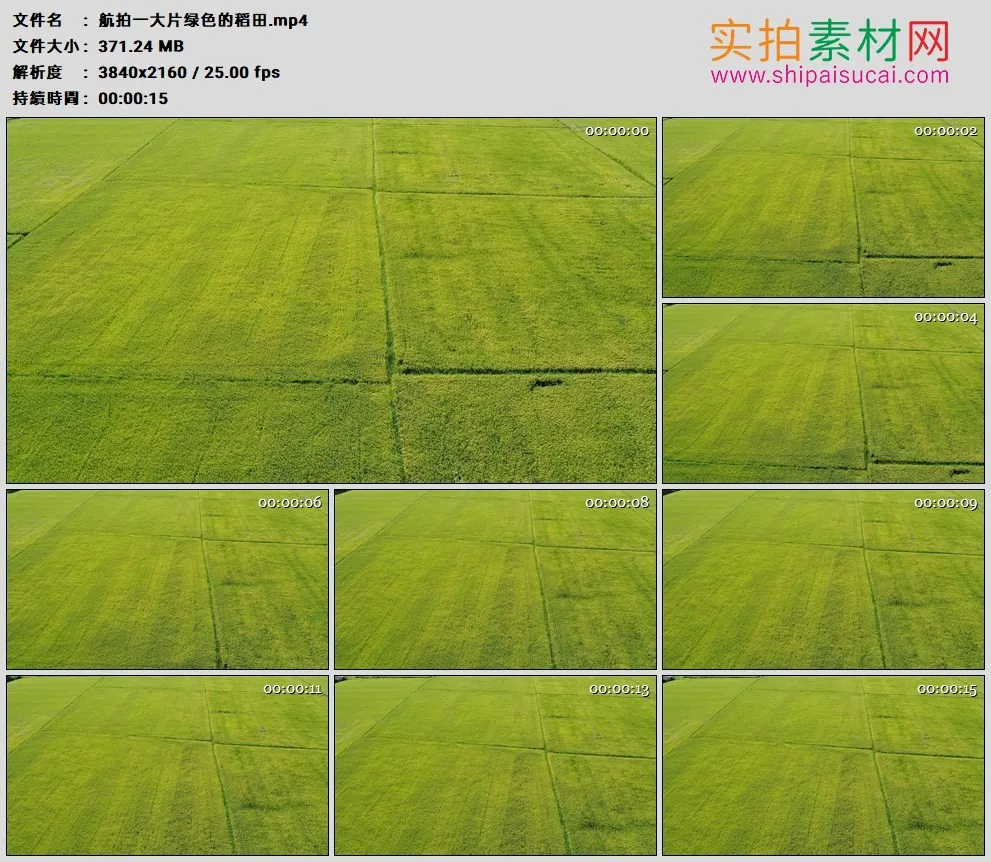 4K高清实拍视频素材丨航拍一大片绿色的稻田