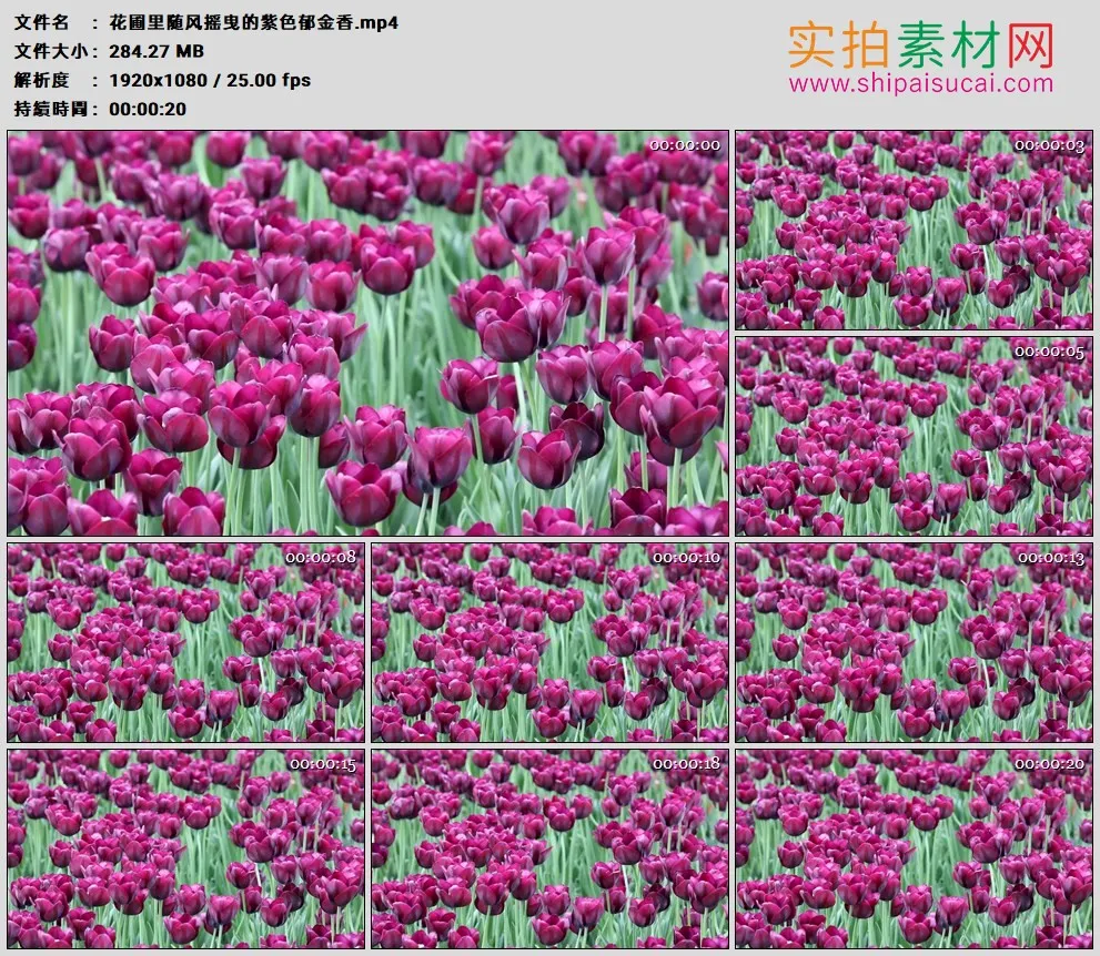 高清实拍视频素材丨花圃里随风摇曳的紫色郁金香