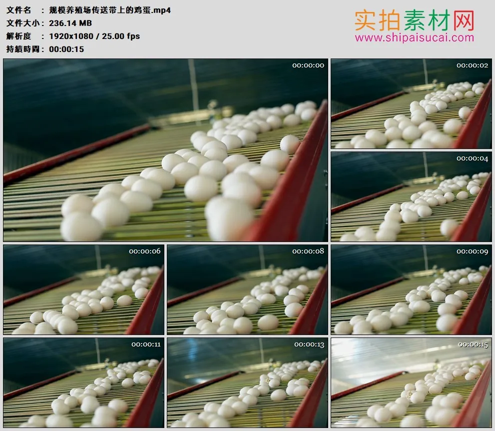 高清实拍视频素材丨规模养殖场传送带上的鸡蛋