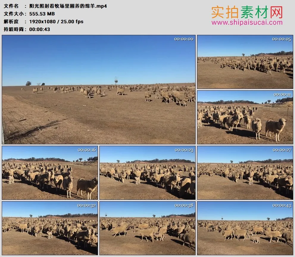 高清实拍视频素材丨阳光照射着牧场里圈养的绵羊