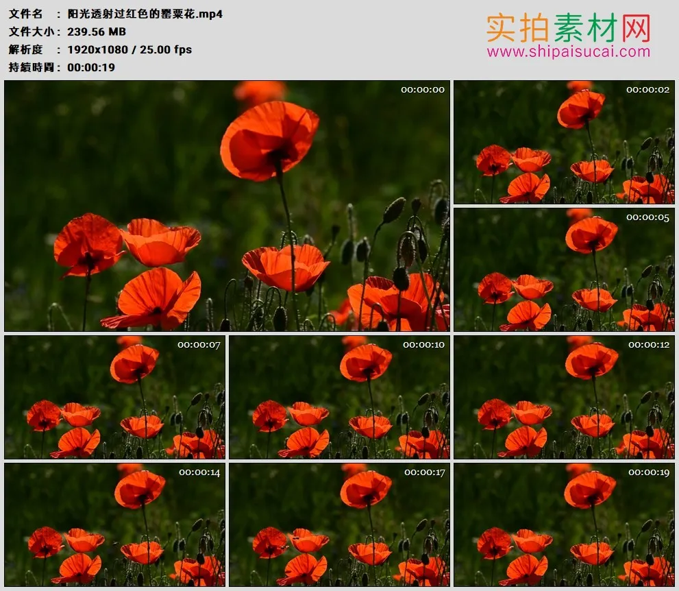 高清实拍视频素材丨阳光透射过红色的罂粟花