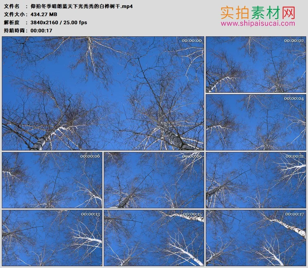 4K高清实拍视频素材丨仰拍冬季晴朗蓝天下光秃秃的白桦树干