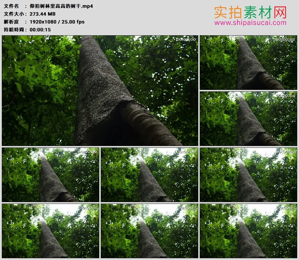 高清实拍视频素材丨仰拍树林里高高的树干