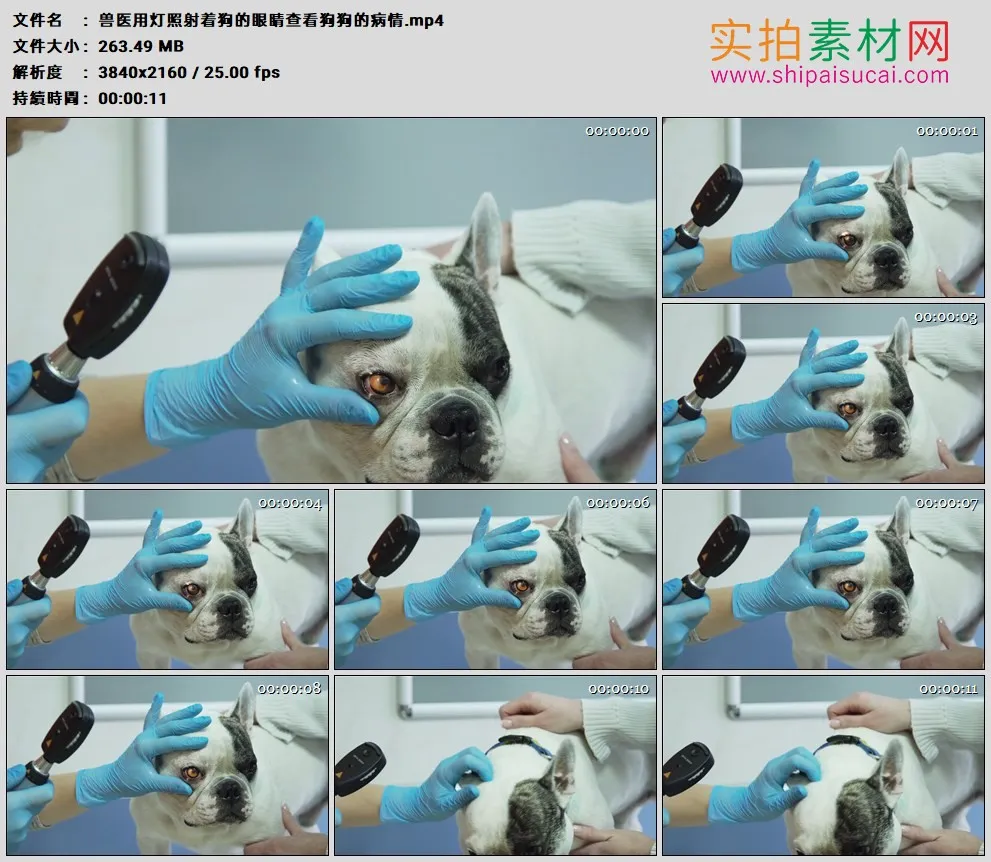 4K高清实拍视频素材丨兽医用灯照射着狗的眼睛查看狗狗的病情