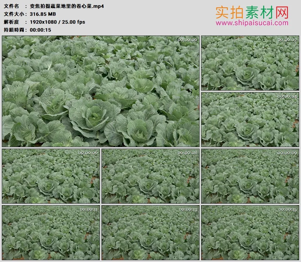 高清实拍视频素材丨变焦拍摄蔬菜地里的卷心菜