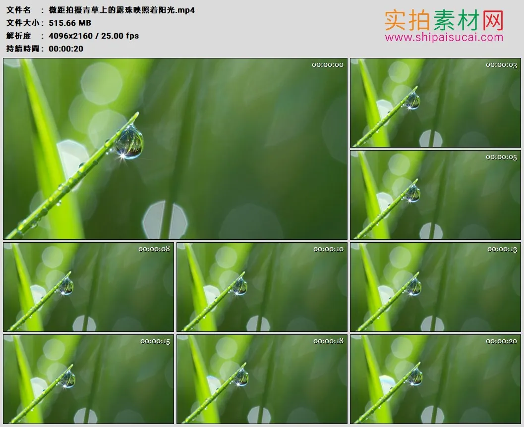 4K高清实拍视频素材丨微距拍摄青草上的露珠映照着阳光