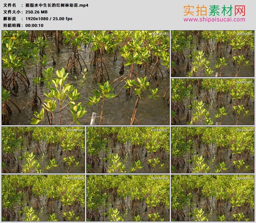 高清实拍视频素材丨摇摄水中生长的红树林幼苗