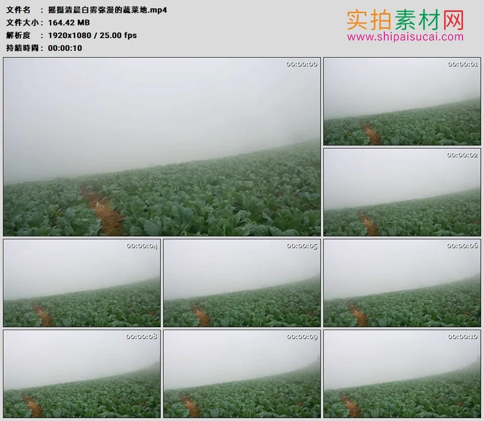高清实拍视频素材丨摇摄清晨白雾弥漫的蔬菜地