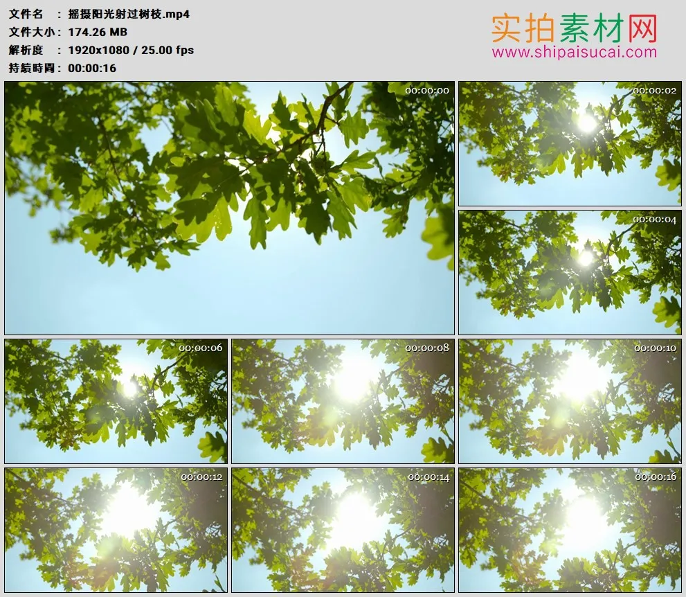 高清实拍视频素材丨摇摄阳光射过树枝