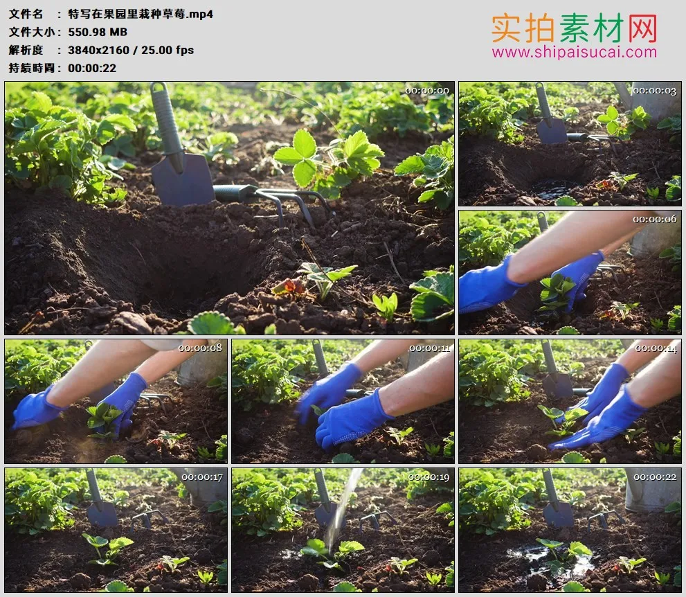 4K高清实拍视频素材丨特写在果园里栽种草莓