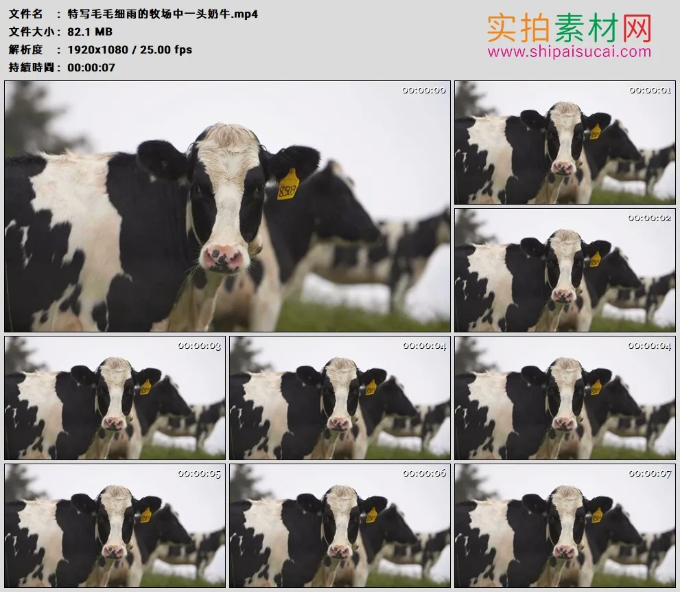 高清实拍视频素材丨特写毛毛细雨的牧场中一头奶牛