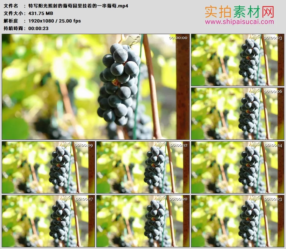 高清实拍视频素材丨特写阳光照射的葡萄园里挂着的一串葡萄