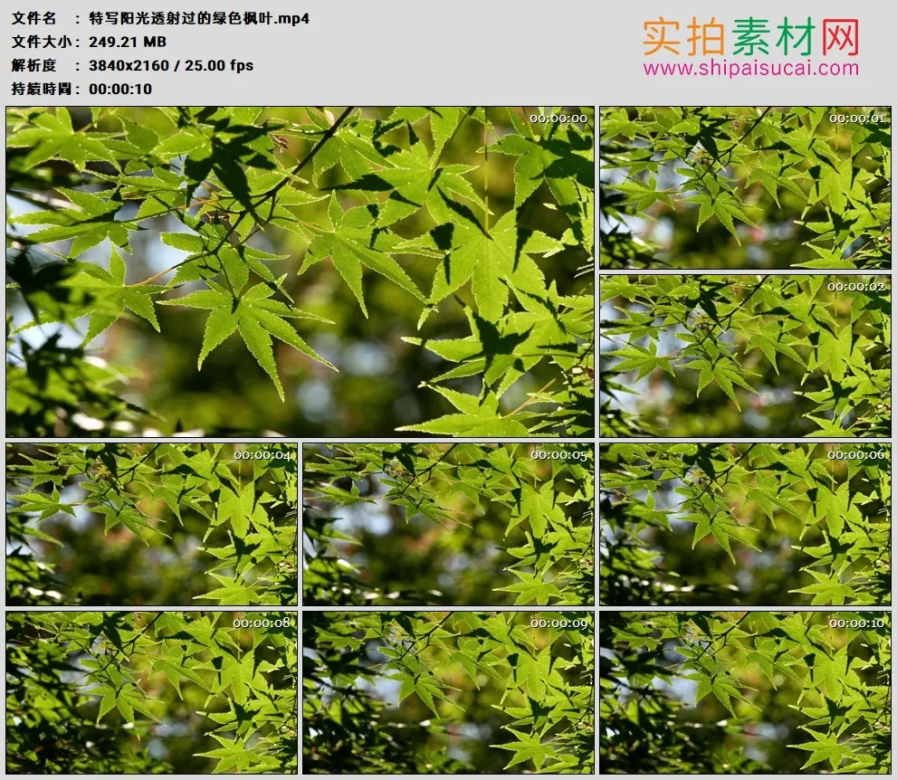 4K高清实拍视频素材丨特写阳光透射过的绿色枫叶