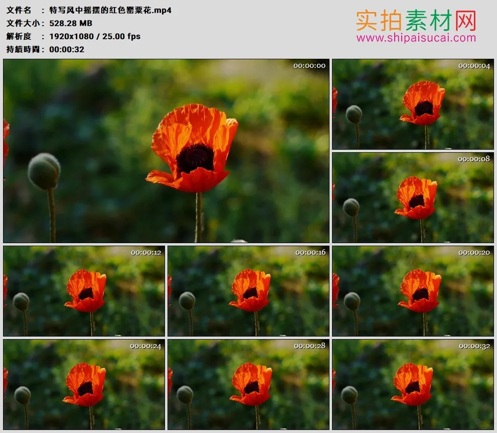 高清实拍视频素材丨特写风中摇摆的红色罂粟花