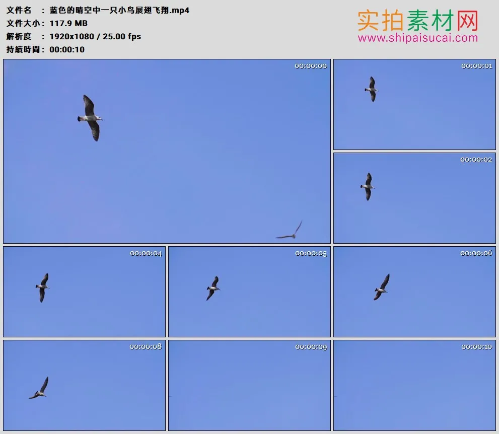 高清实拍视频素材丨蓝色的晴空中一只小鸟展翅飞翔