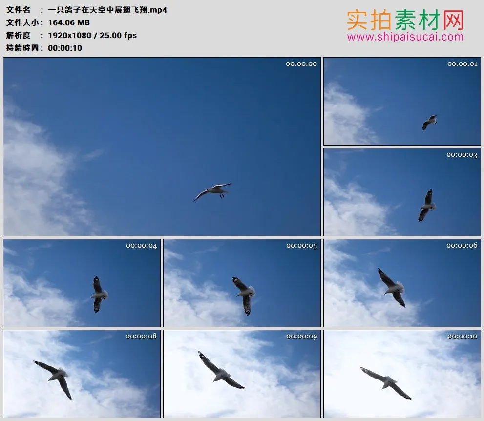 高清实拍视频素材丨一只鸽子在天空中展翅飞翔