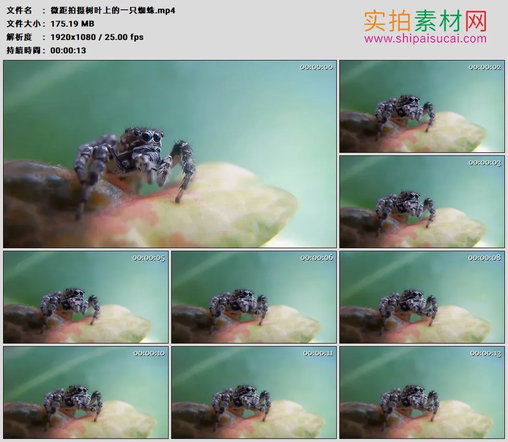 高清实拍视频素材丨微距拍摄树叶上的一只蜘蛛
