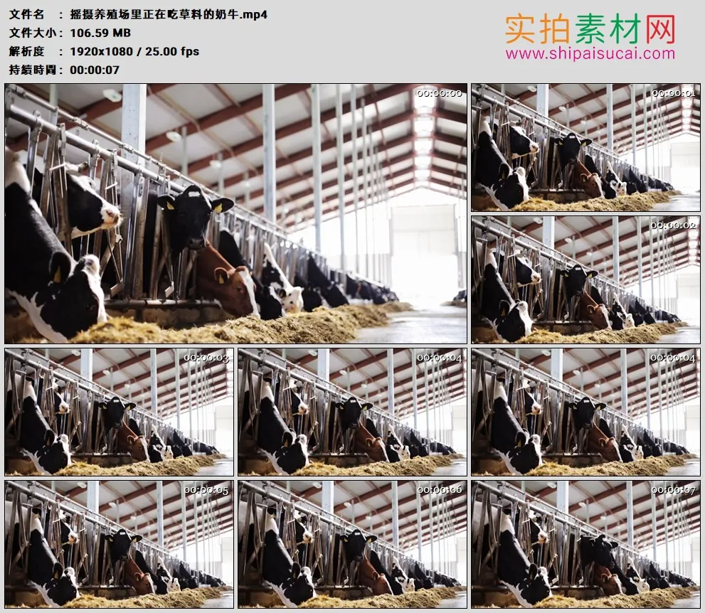 高清实拍视频素材丨摇摄养殖场里正在吃草料的奶牛