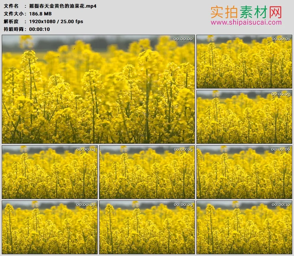 高清实拍视频素材丨摇摄春天金黄色的油菜花