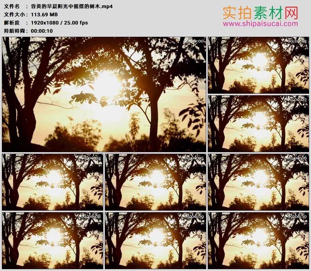 高清实拍视频素材丨昏黄的早晨阳光中摇摆的树木
