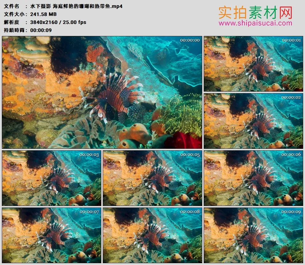 4K高清实拍视频素材丨水下摄影 海底鲜艳的珊瑚和热带鱼