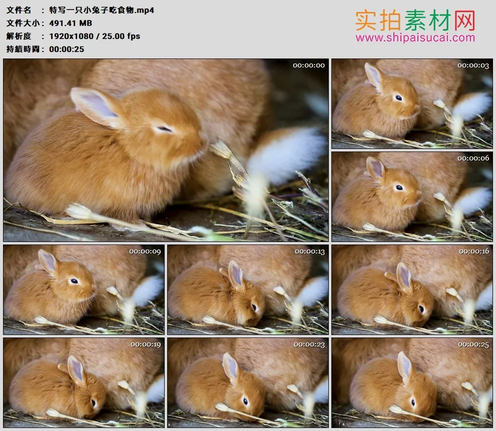 高清实拍视频素材丨特写一只小兔子吃食物