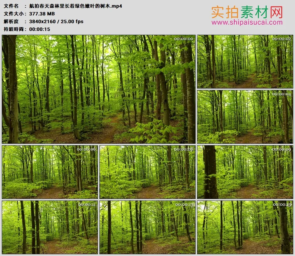 4K高清实拍视频素材丨航拍春天森林里长着绿色嫩叶的树木