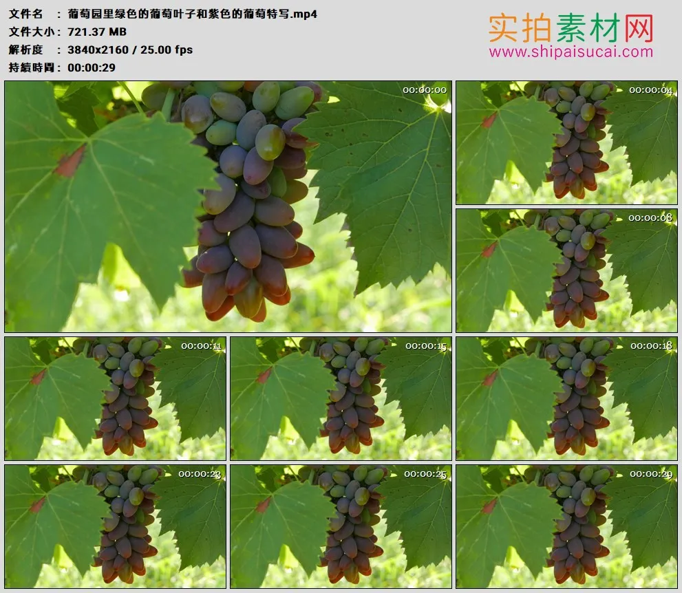4K高清实拍视频素材丨葡萄园里绿色的葡萄叶子和紫色的葡萄特写