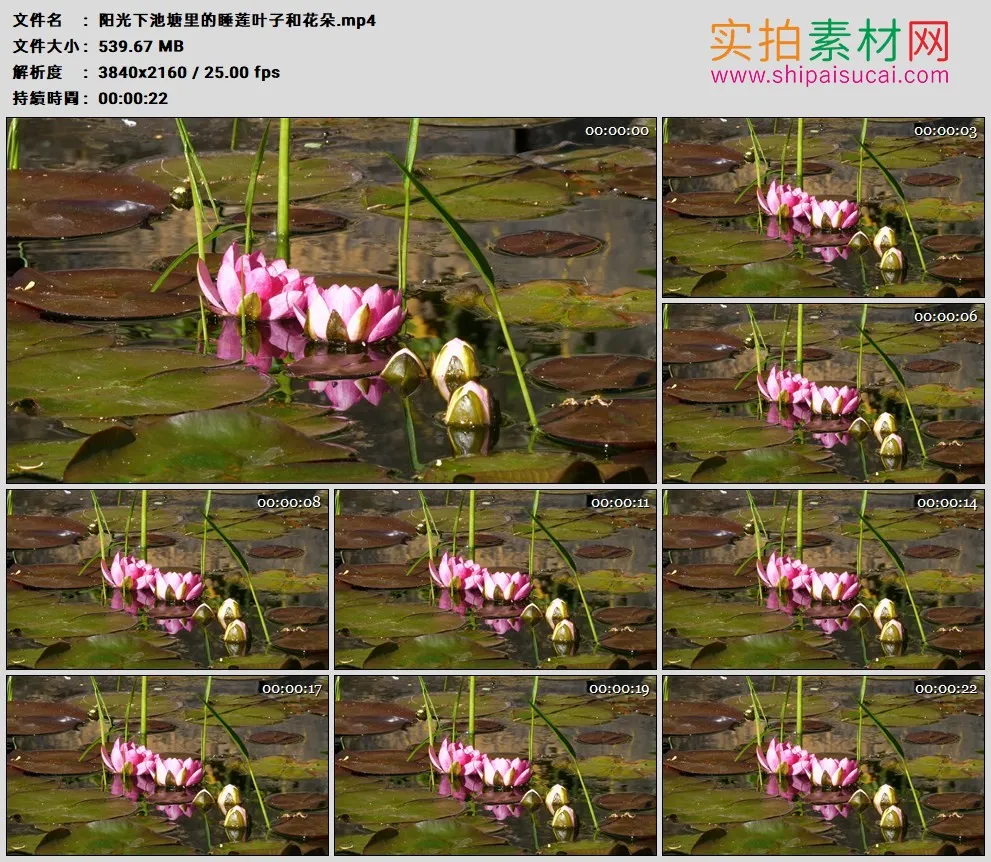 4K高清实拍视频素材丨阳光下池塘里的睡莲叶子和花朵