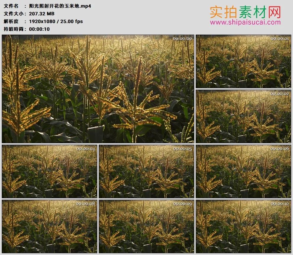 高清实拍视频素材丨阳光照射开花的玉米地
