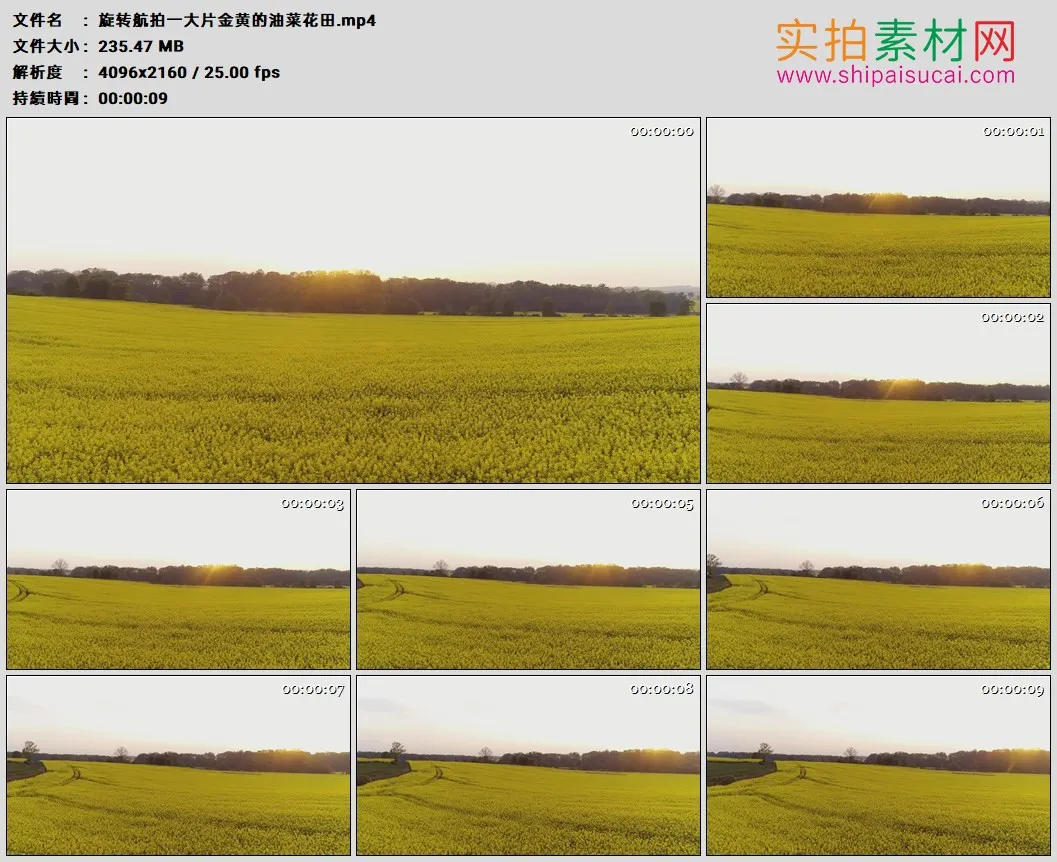 4K高清实拍视频素材丨旋转航拍一大片金黄的油菜花田