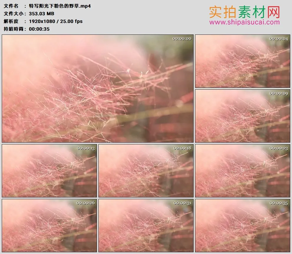 高清实拍视频素材丨特写阳光下粉色的野草