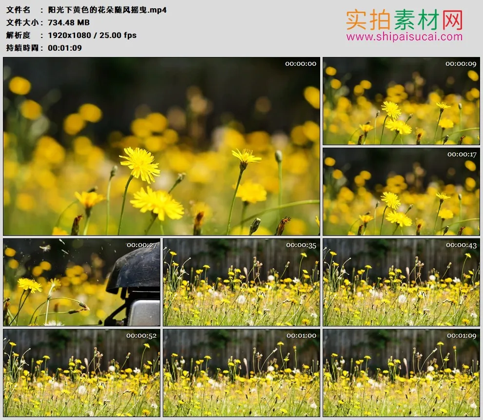 高清实拍视频素材丨阳光下黄色的花朵随风摇曳  割草机割掉近处的花