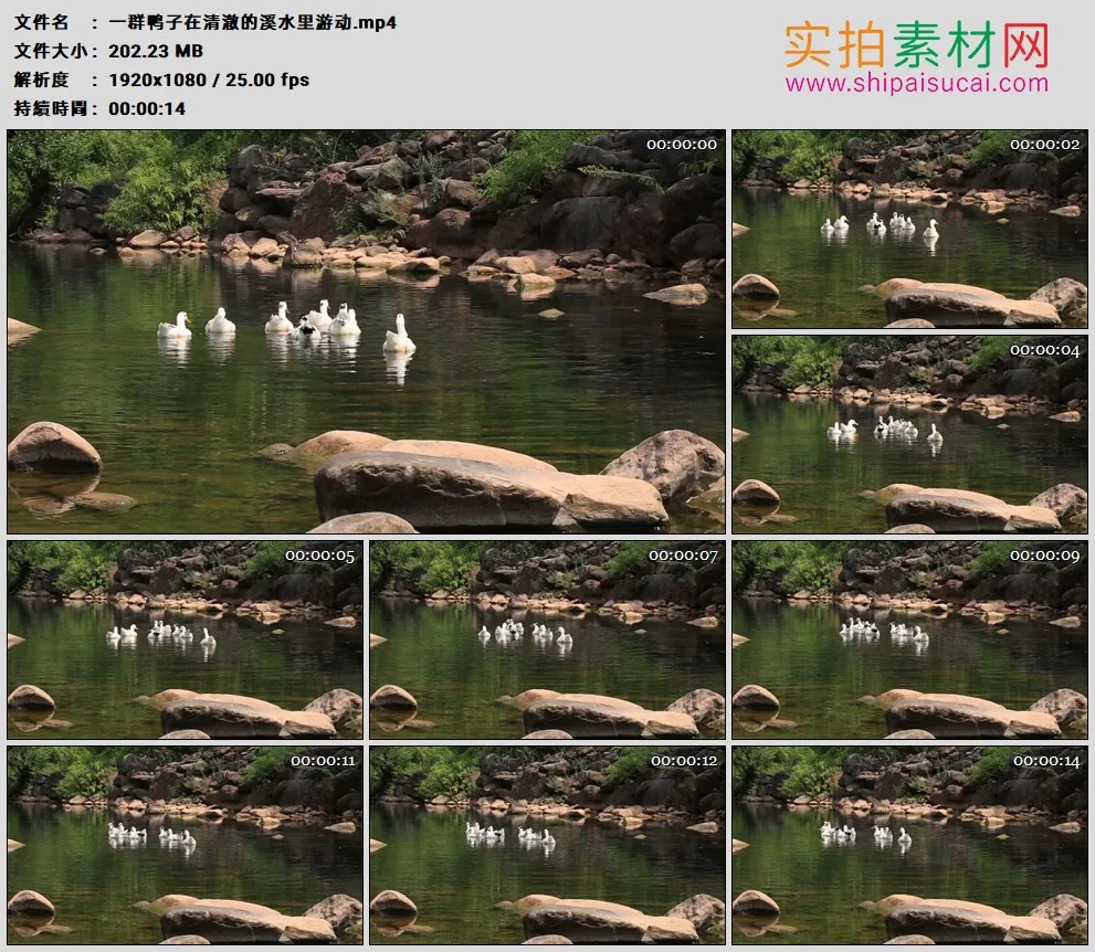 高清实拍视频素材丨一群鸭子在清澈的溪水里游动