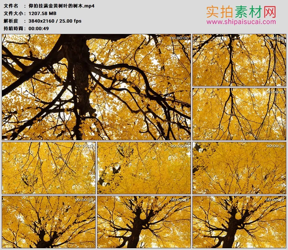 4K高清实拍视频素材丨仰拍秋天挂满金黄树叶的树木