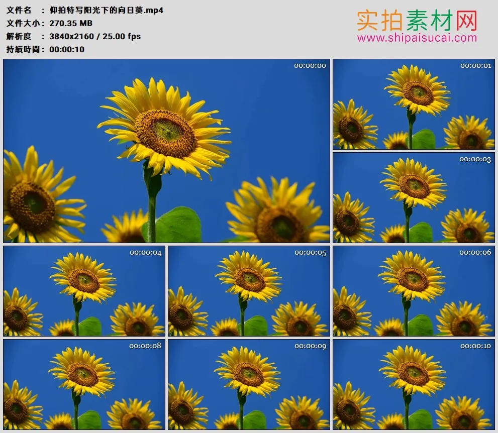 4K高清实拍视频素材丨仰拍特写阳光下的向日葵