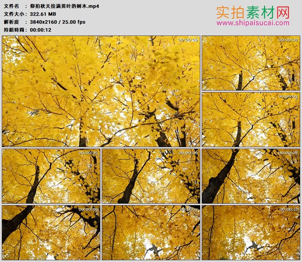 4K高清实拍视频素材丨仰拍秋天挂满黄叶的树木