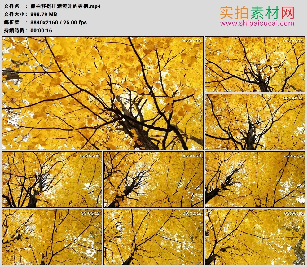 4K高清实拍视频素材丨仰拍移摄秋天挂满黄叶的树梢