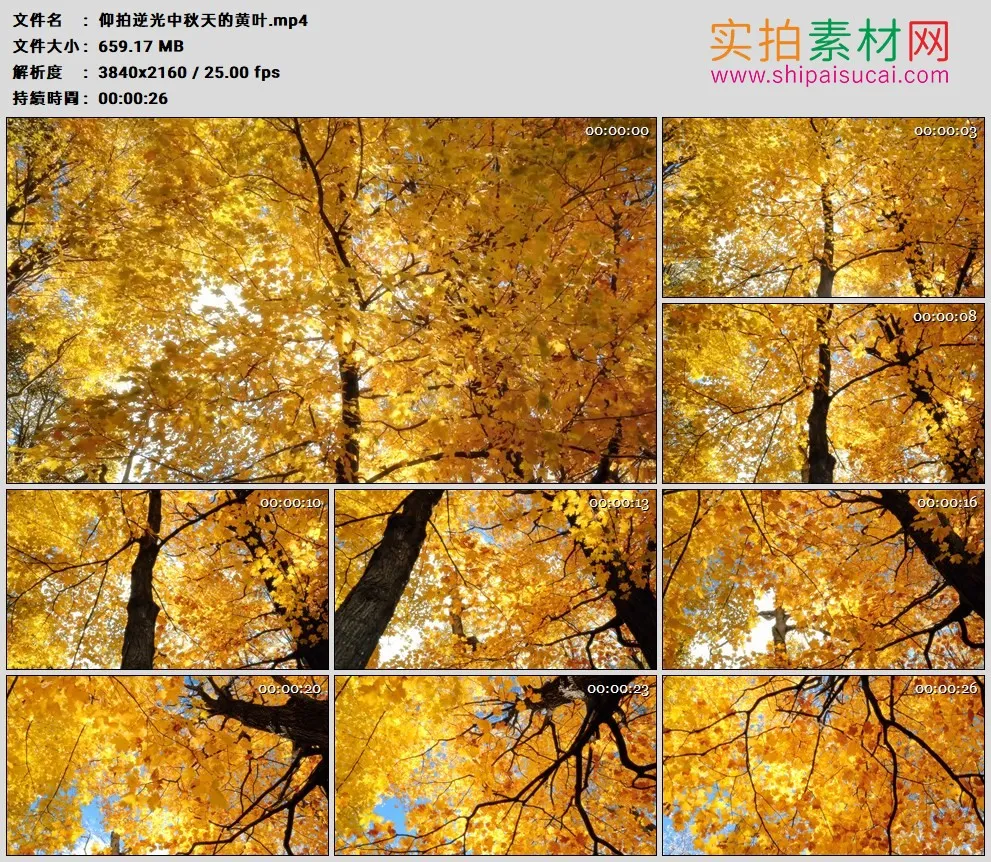 4K高清实拍视频素材丨仰拍逆光中秋天的黄叶